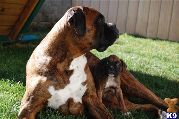Puppies in Lake elsinore